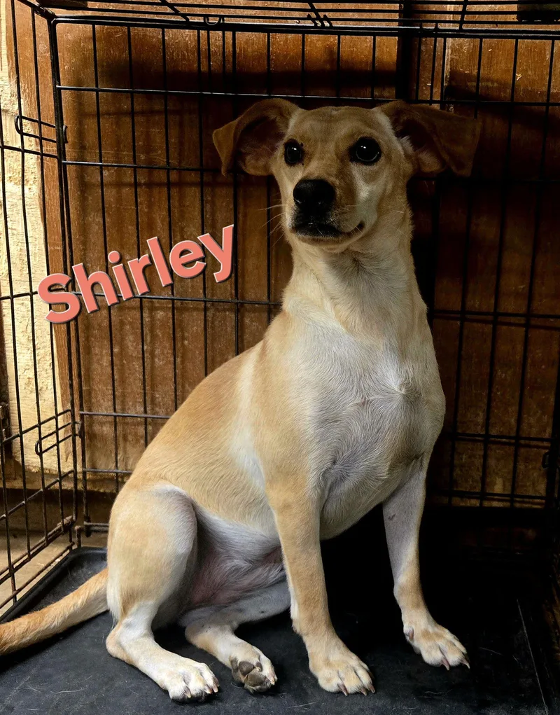 Shirley