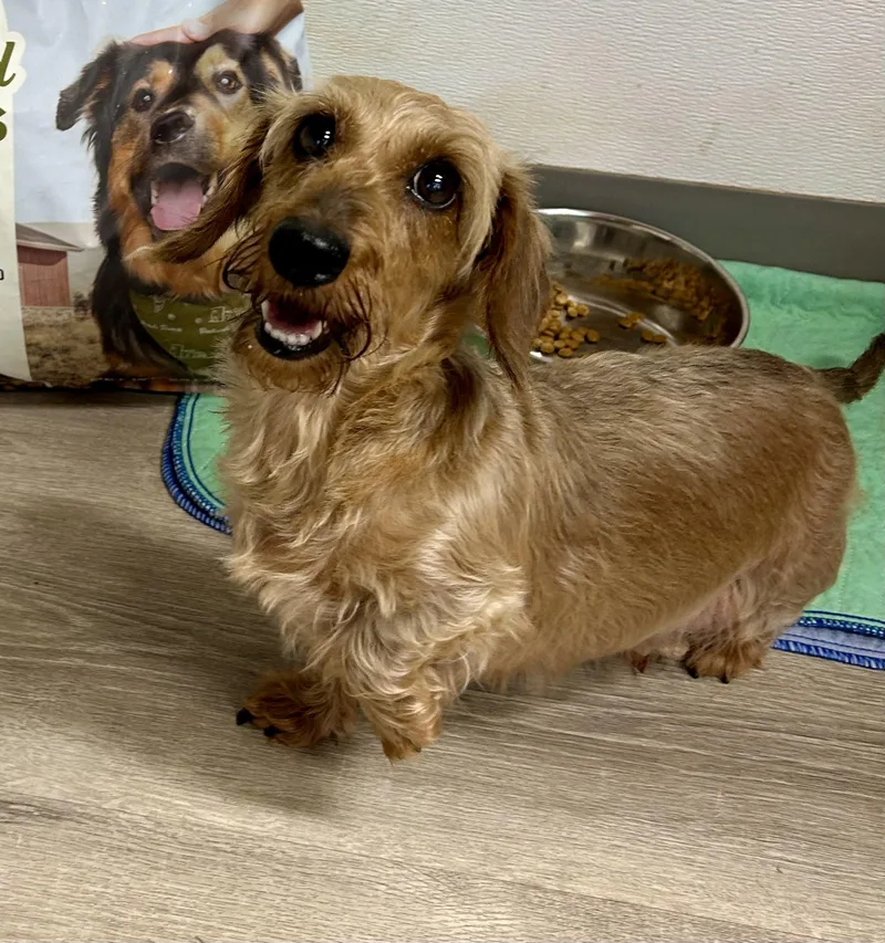 A senior small-sized female Apricot / Beige Wirehaired Dachshund dog named Abby for adoption in Chickasha, OK