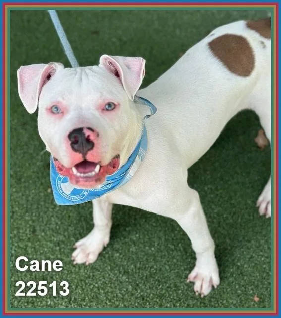 A baby medium-sized male Pit Bull Terrier dog named Cane for adoption in Marietta, GA