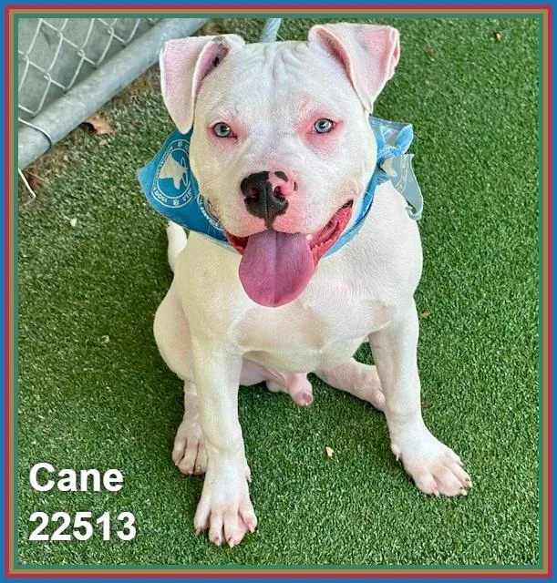Cane thumbnail 5