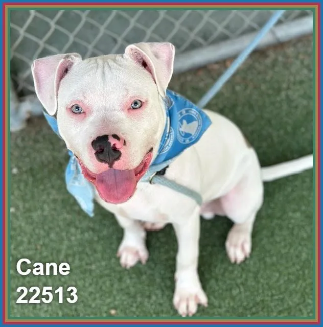 Cane thumbnail 6