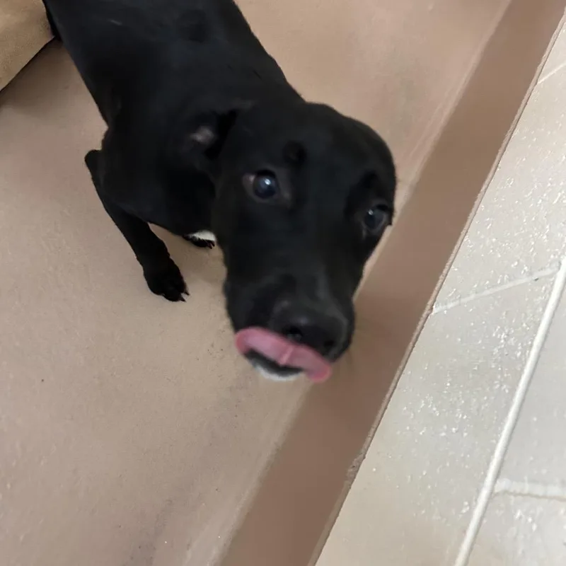 A baby medium-sized male Black Labrador Retriever dog named Berry for adoption in Reno, NV