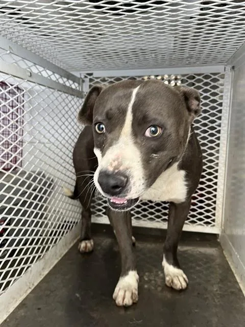 A young medium-sized male Pit Bull Terrier dog named Charlie for adoption in Bakersfield, CA