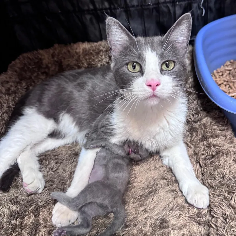 A young medium-sized female Gray / Blue / Silver Domestic Short Hair cat named Roxy for adoption in Fredericksburg, TX
