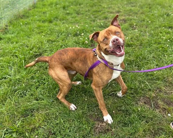 A young medium-sized male Pit Bull Terrier dog named Anakin for adoption in McKinleyville, CA