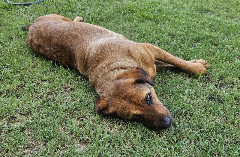 An adult medium-sized female Red / Chestnut / Orange Labrador Retriever dog named Gracie for adoption in Sherman, TX