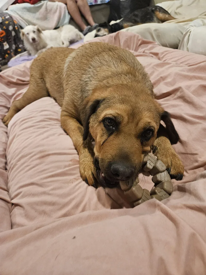 Gracie thumbnail 6