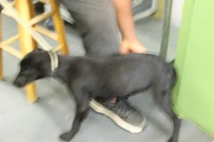 A young medium-sized female Labrador Retriever dog named Riley for adoption in Picayune, MS