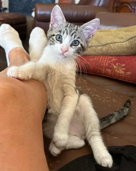 A baby small-sized male Domestic Short Hair cat named Tubbs for adoption in Mission Viejo, CA