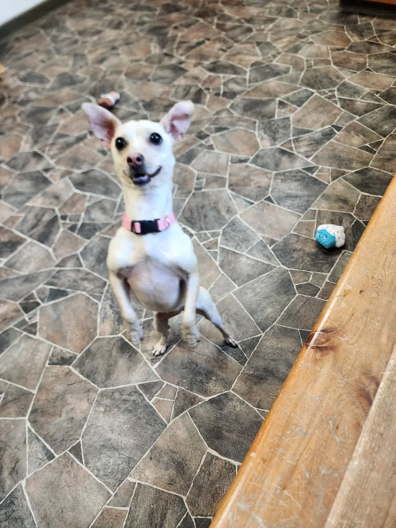 Dragonfly thumbnail 2