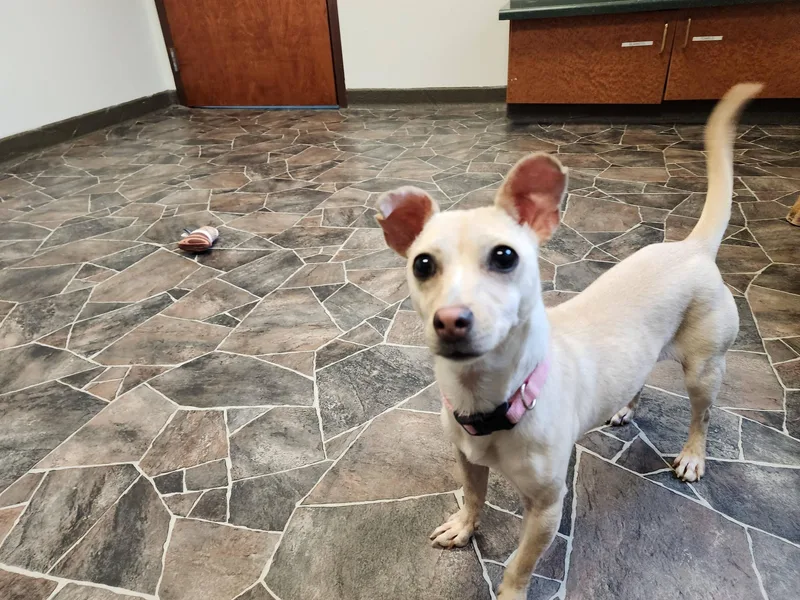 Dragonfly thumbnail 3