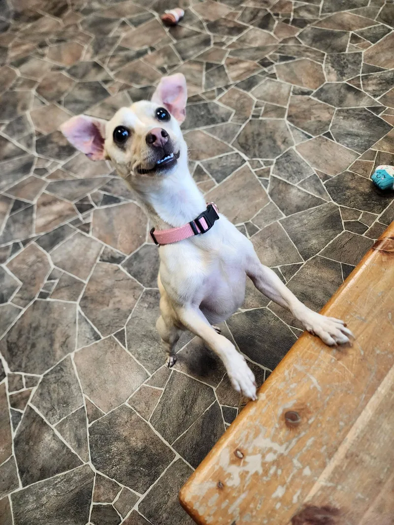 Dragonfly thumbnail 4