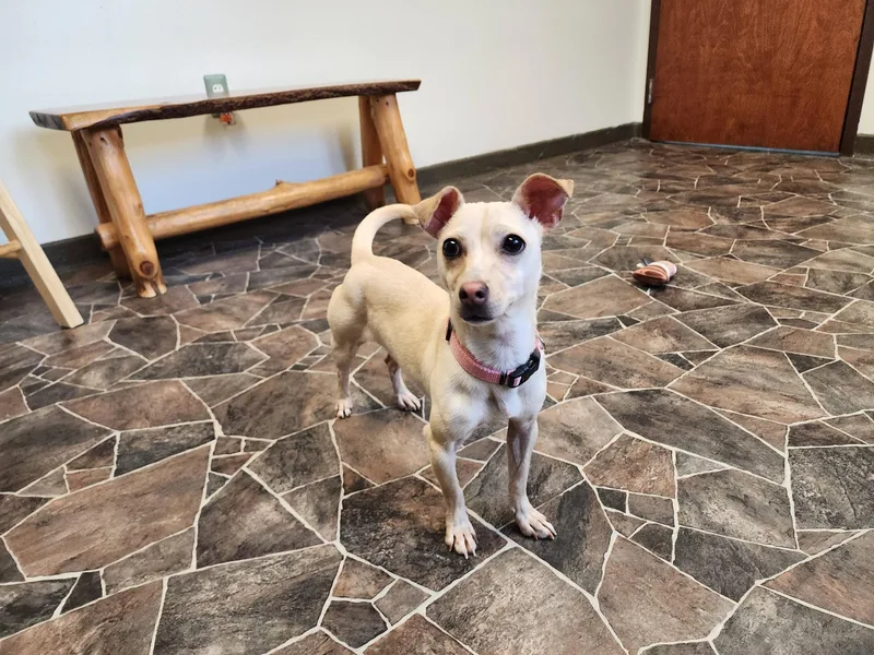 Dragonfly thumbnail 5