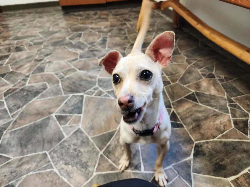 Dragonfly thumbnail 6