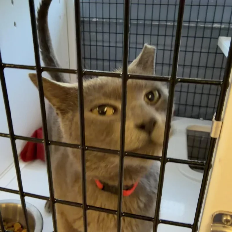 An adult medium-sized male Domestic Short Hair cat named Razzle for adoption in Ruckersville, VA
