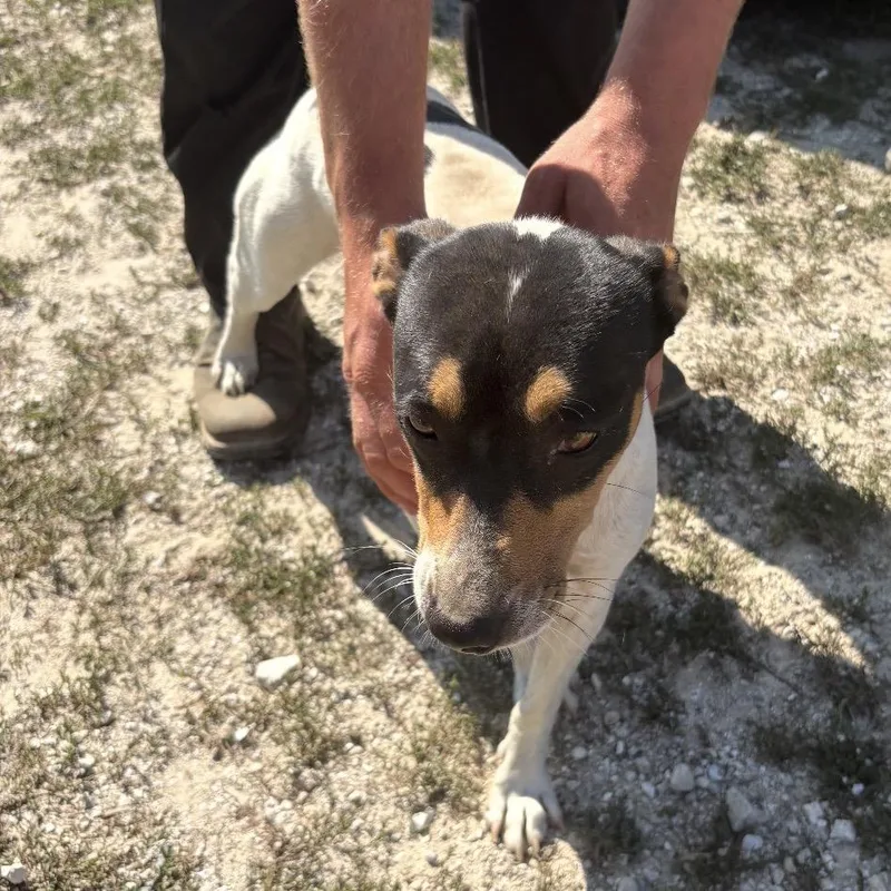 An adult medium-sized male White / Cream Jack Russell Terrier dog named Charlie for adoption in Normal, IL