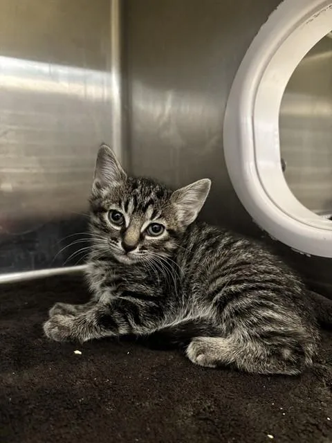 A baby small-sized male Domestic Short Hair cat named Pharaoh for adoption in Fremont, CA
