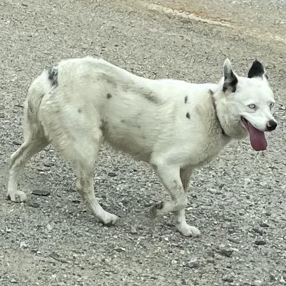 A senior medium-sized female White / Cream Australian Cattle Dog / Blue Heeler dog named Glacier for adoption in Green Forest, AR