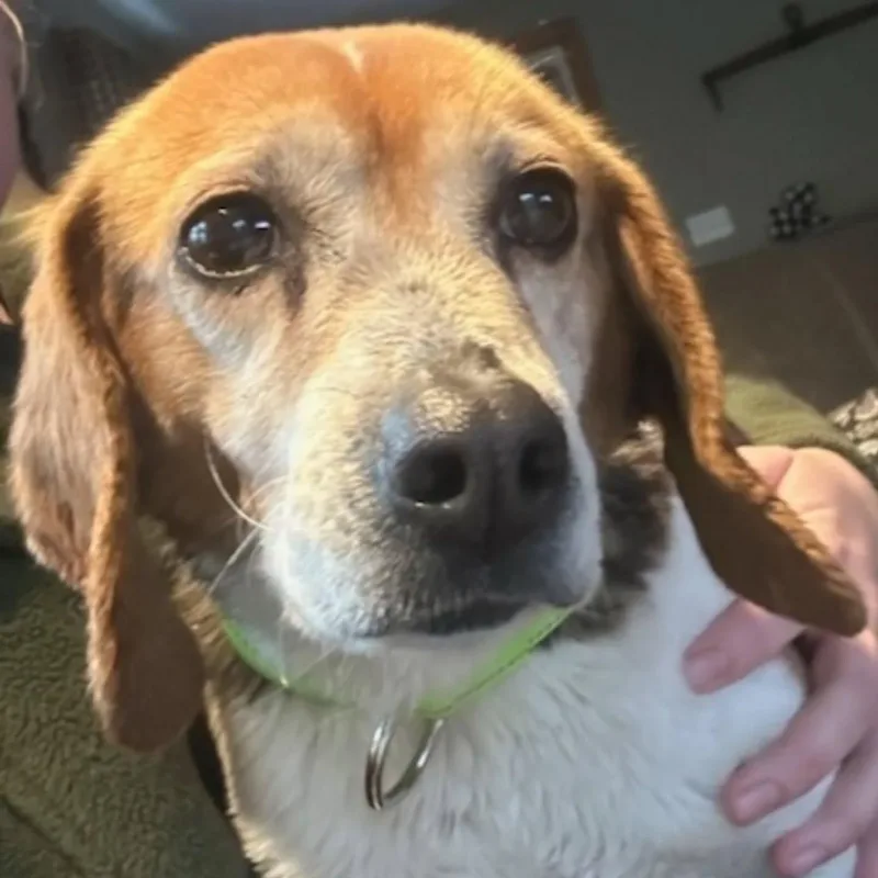 A senior small-sized female Tricolor (Brown, Black, & White) Beagle dog named Belle for adoption in HANSON, MA