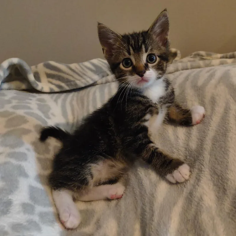 A baby small-sized male Torbie Domestic Short Hair cat named Saturn Cappuccino for adoption in Columbia, MO