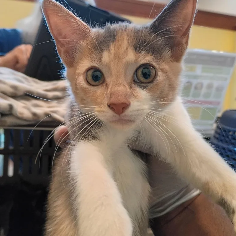 An adult small-sized female Calico Domestic Short Hair cat named Eowyn for adoption in Lynchburg, VA