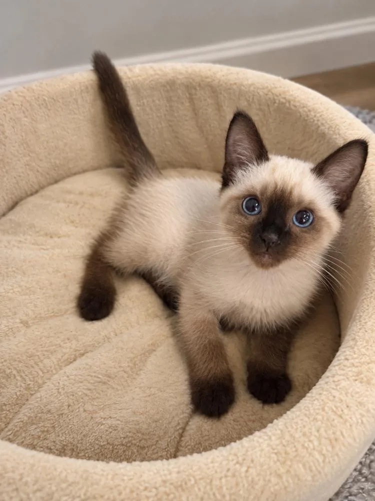 Meow thumbnail 2