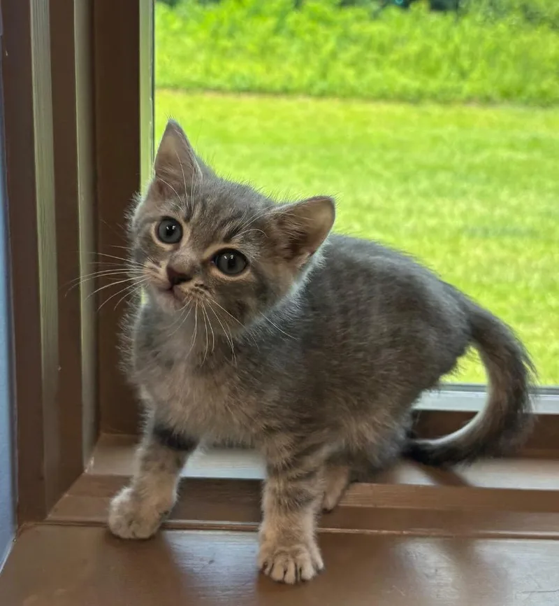 A baby medium-sized male Domestic Short Hair cat named Bowser for adoption in Little Rock, AR
