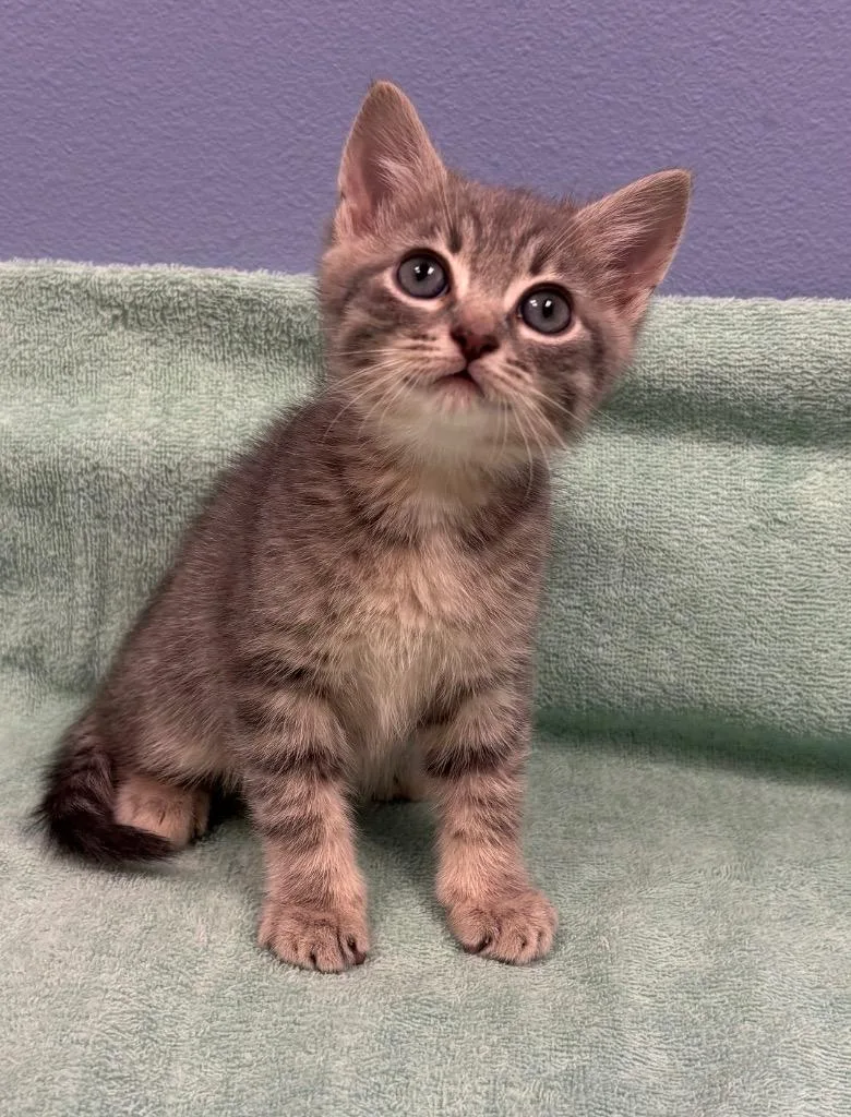 Bowser thumbnail 2
