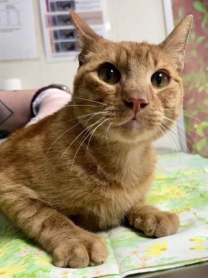 An adult medium-sized male Domestic Short Hair cat named Simba for adoption in San Antonio, TX