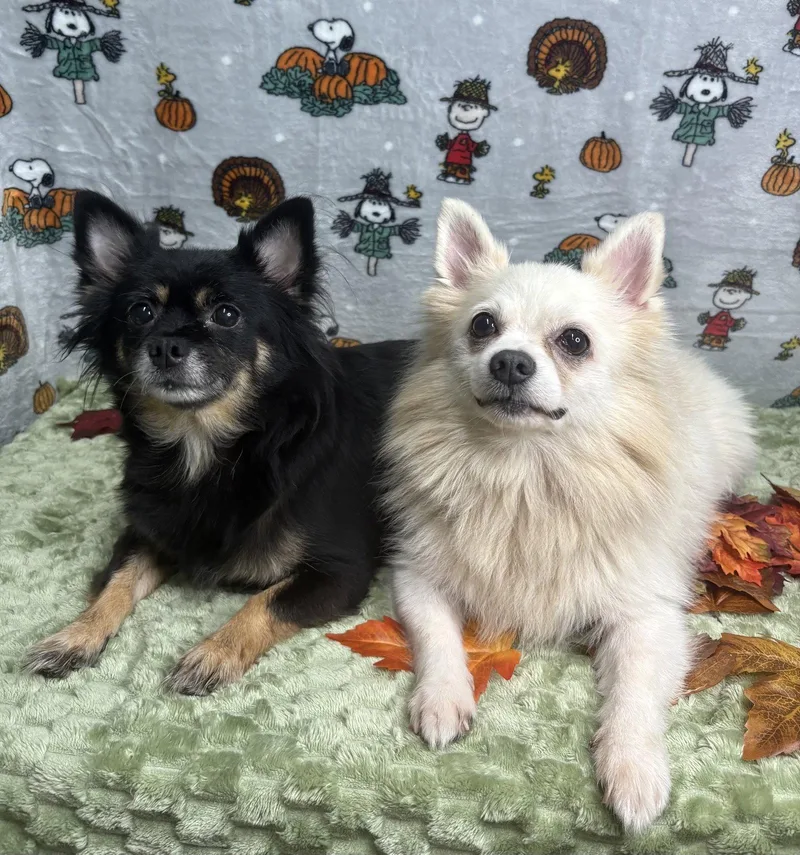 An adult small-sized male Pomeranian dog named Yoshi & Princess Peach for adoption in Wetumpka, AL