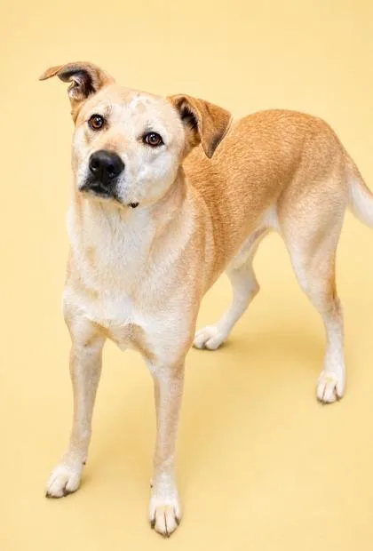 An adult large-sized male Shepherd dog named Scout for adoption in Bowling Green, KY
