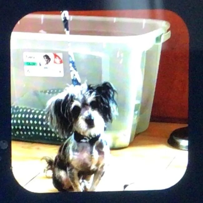 A young small-sized male Black Mixed Breed dog named Ace for adoption in New Orleans, LA
