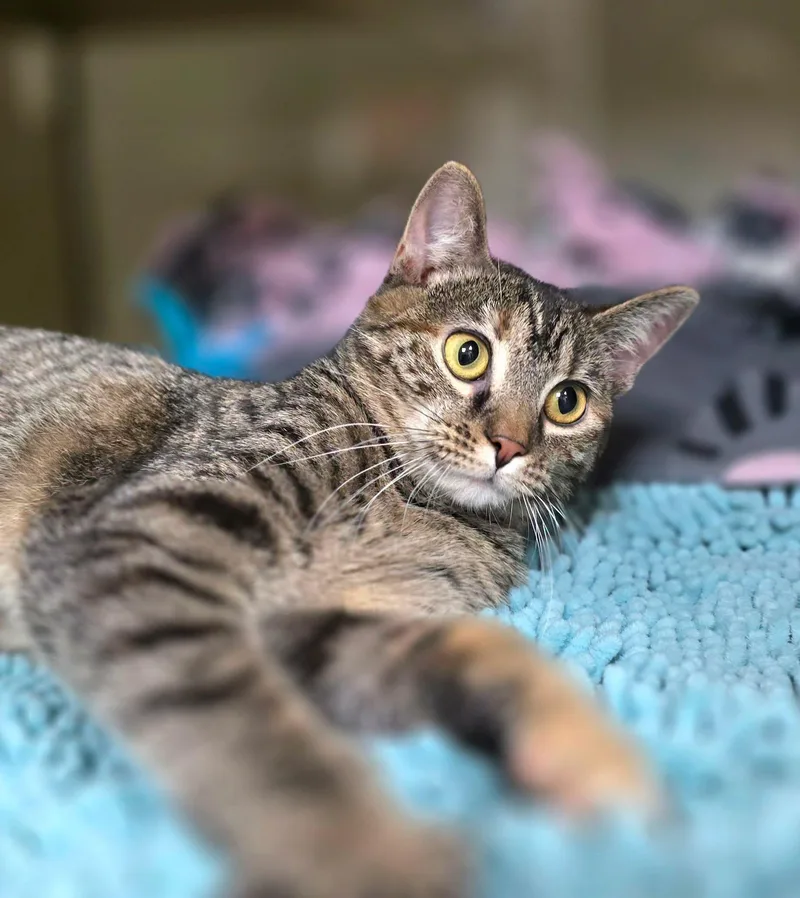 Cinnamon thumbnail 2