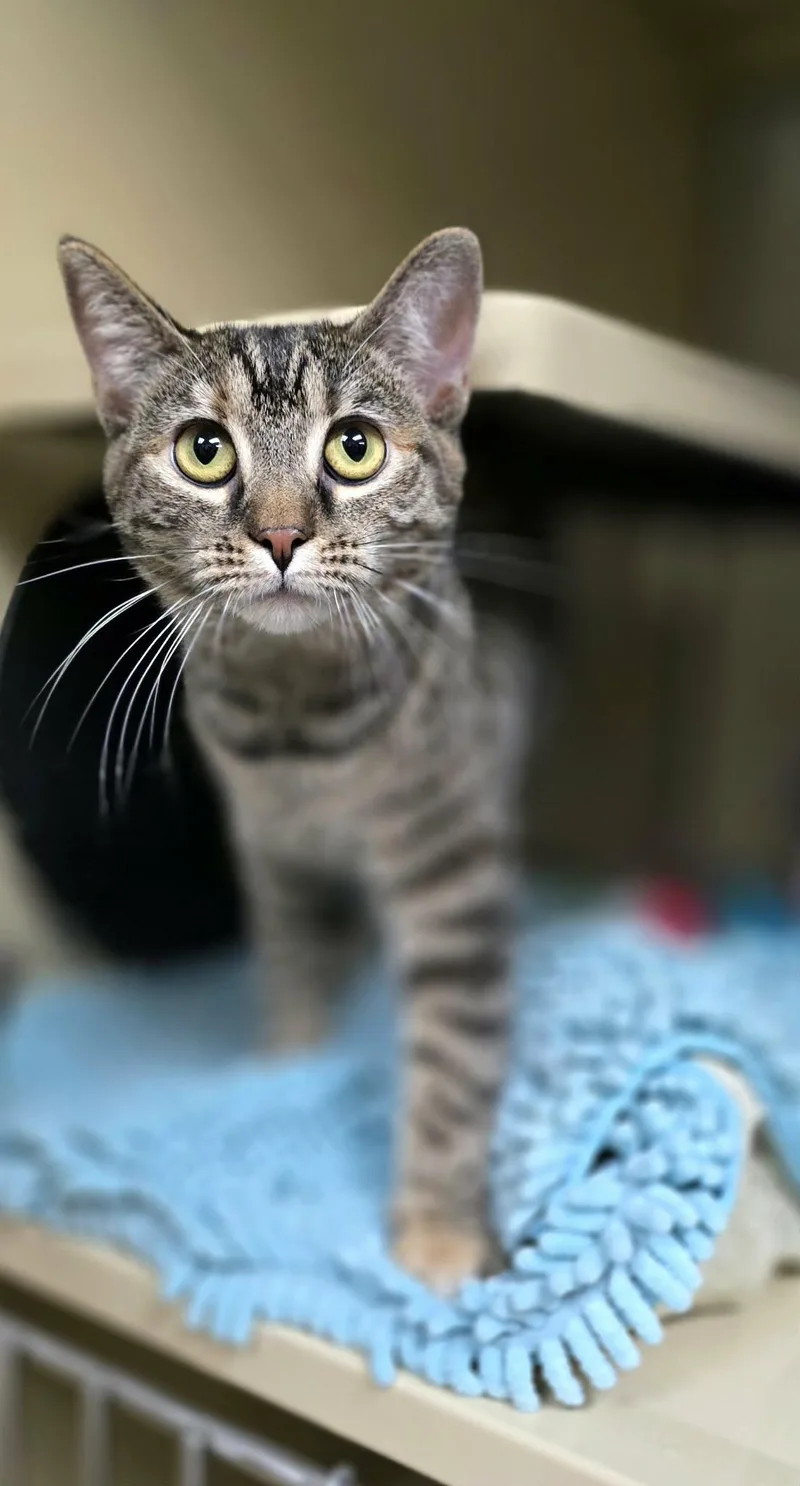 Cinnamon thumbnail 3