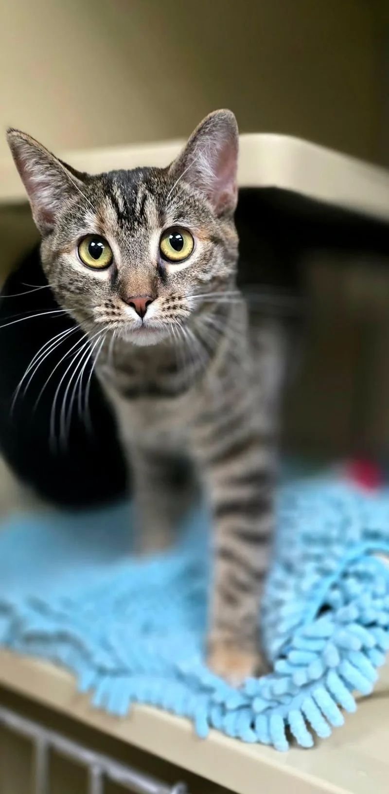 Cinnamon thumbnail 4