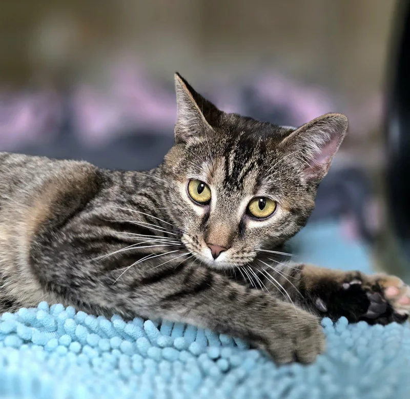 Cinnamon thumbnail 5