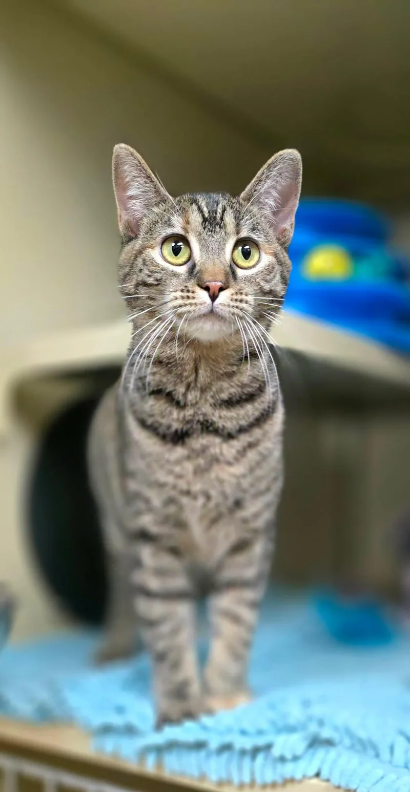 Cinnamon thumbnail 6