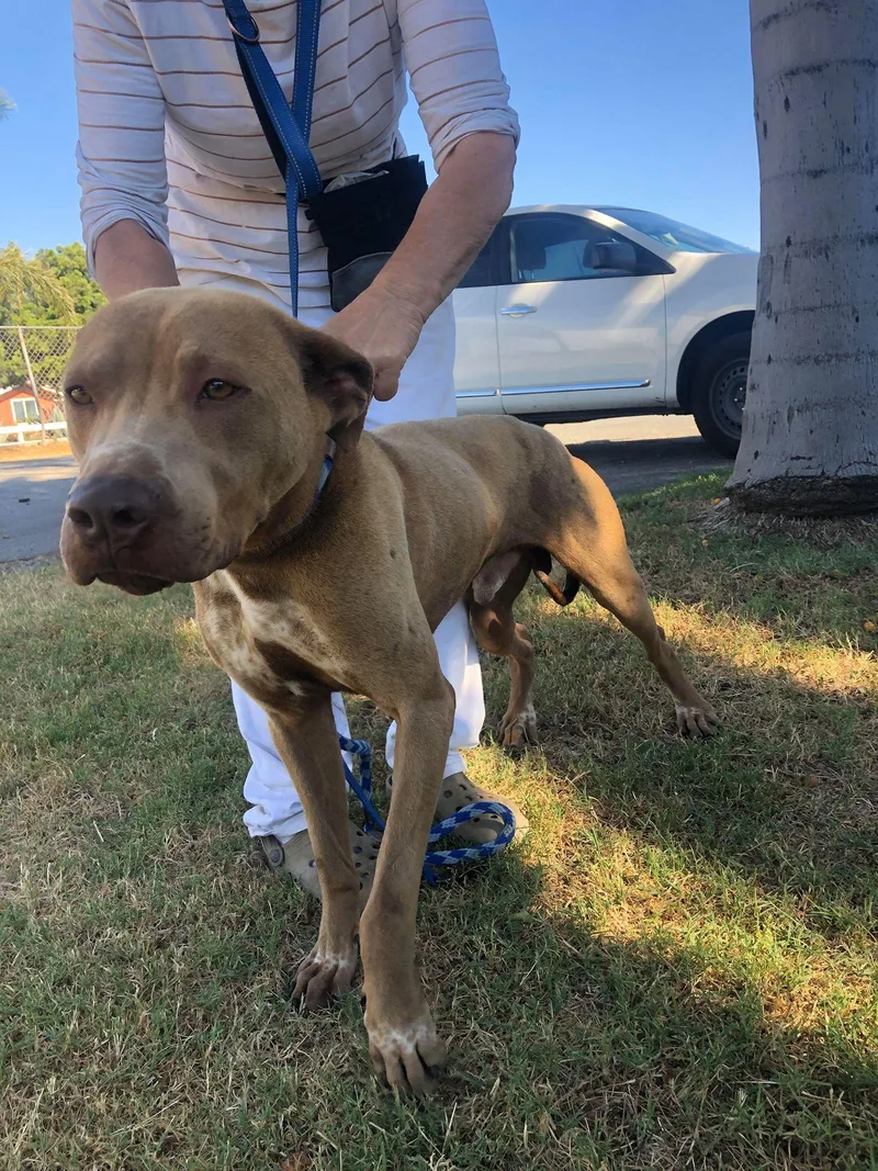An adult medium-sized male Red / Chestnut / Orange Pit Bull Terrier dog named Ajax for adoption in Ventura, CA