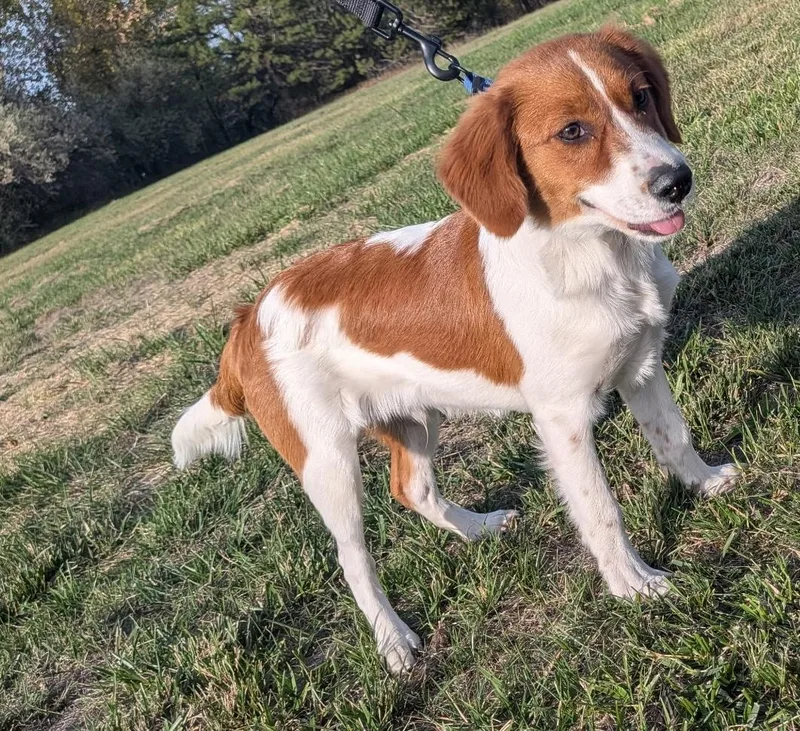 A young medium-sized male Border Collie dog named Rocket for adoption in Joliet, MT