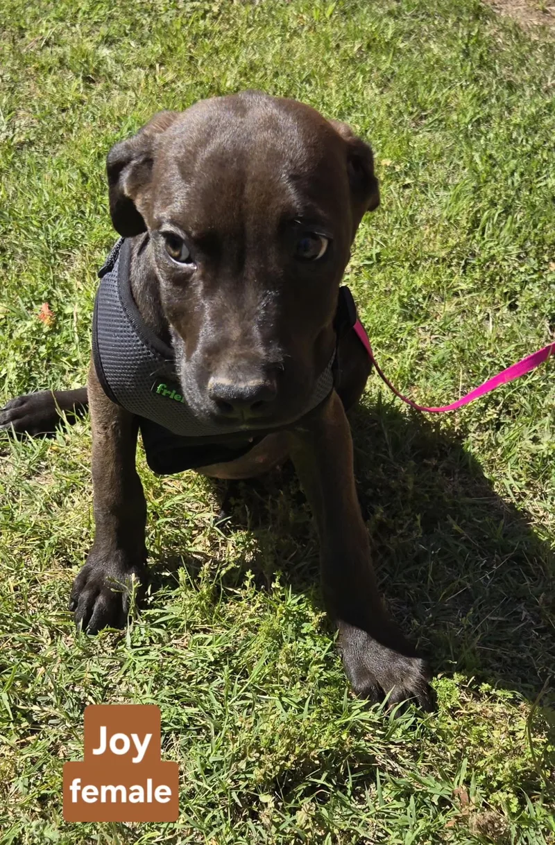 A young medium-sized female Labrador Retriever dog named Joy for adoption in Milwaukee, WI