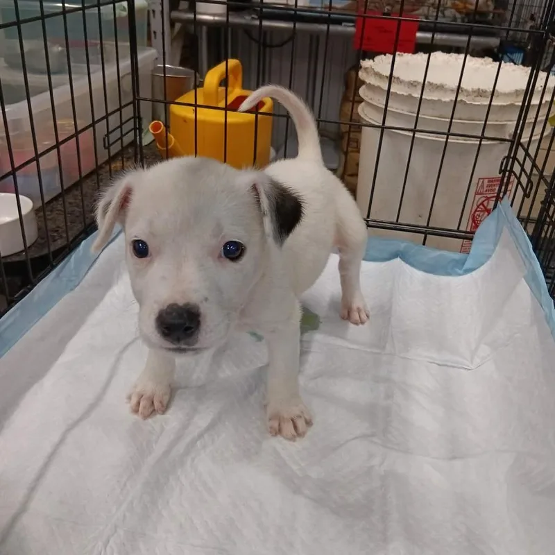 A baby small-sized male White / Cream Mixed Breed dog named Chip for adoption in Dover, AR