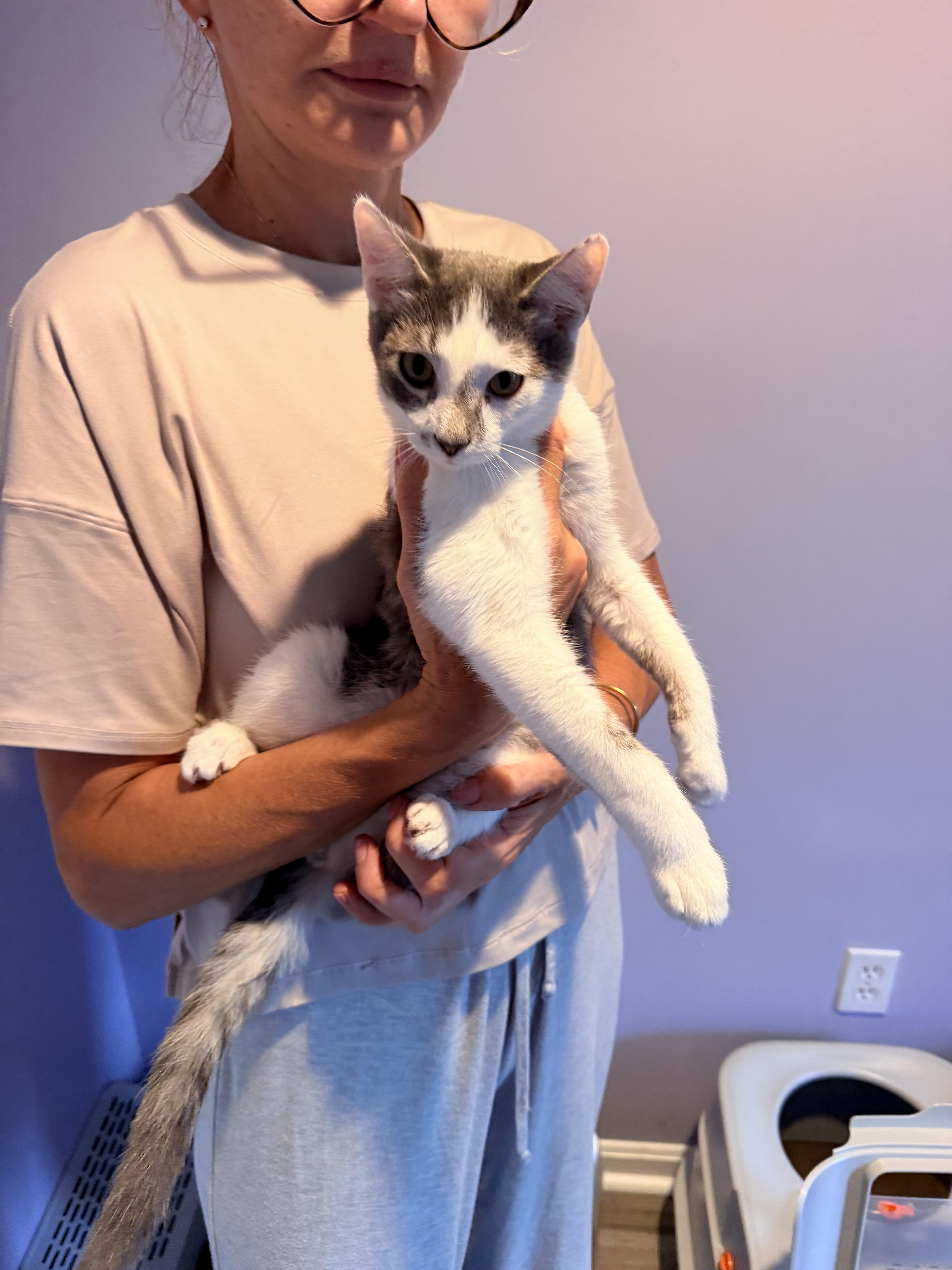 A baby small-sized female Domestic Short Hair cat named Mooose for adoption in Shrewsbury, MA
