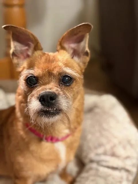 A senior small-sized female Brown / Chocolate Pug dog named Helga for adoption in Oswego, IL