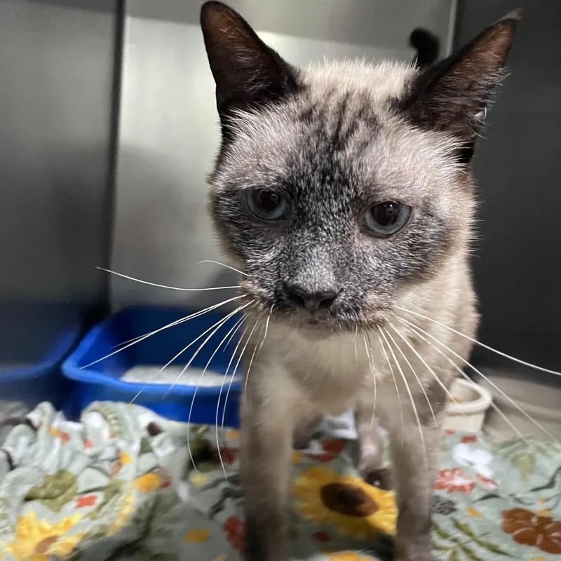 A senior large-sized male Brown / Chocolate Siamese cat named Monkee for adoption in Newport, NC