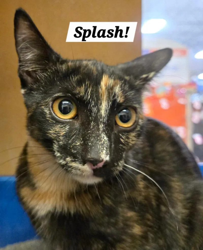 A baby small-sized female Domestic Short Hair cat named Splash for adoption in San Antonio, TX