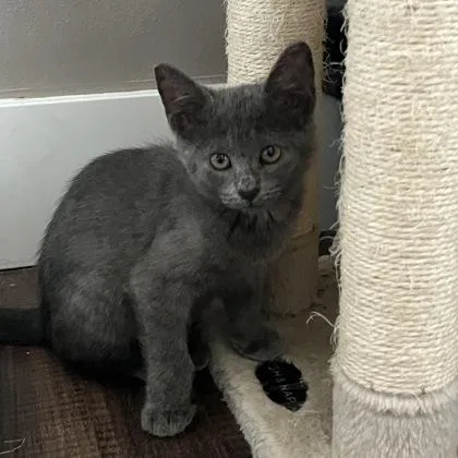 A baby medium-sized female Gray / Blue / Silver Domestic Short Hair cat named Charmander for adoption in Dubuque, IA