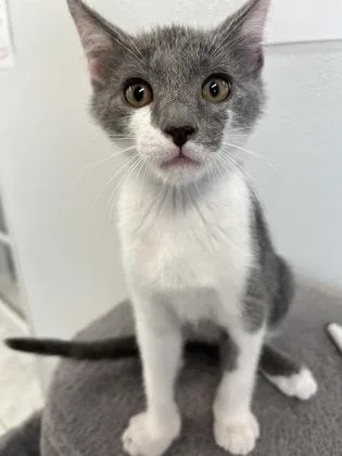 A baby small-sized male Domestic Short Hair cat named Rocky for adoption in Venice, FL