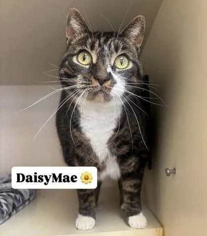 Daisymae Bojangles thumbnail 2