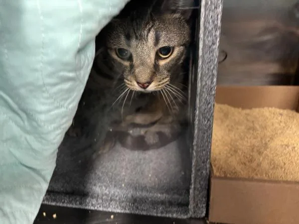 An adult large-sized male Domestic Short Hair cat named Summer for adoption in New York, NY