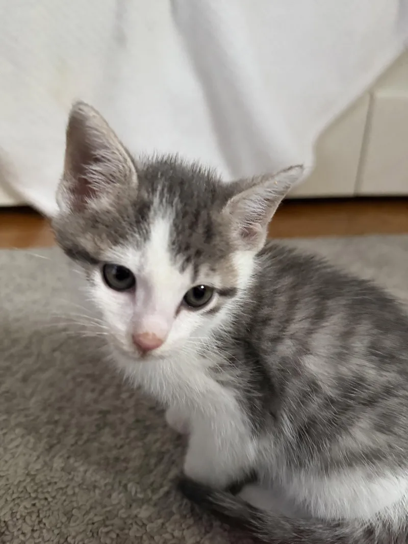 A baby medium-sized male Gray & White Domestic Short Hair cat named Omelette for adoption in Broomall, PA